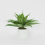 Giant Agave in Ana Planter
