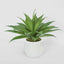 Giant Agave in Ana Planter