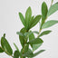 Ruscus Leaf Spray 101cm Green