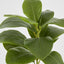 Magnolia Green Leaf Stem