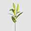 Lily Bud Stem