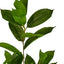 Glossy flat leaf Spray 100cm