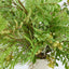 Sorbus Leaf Spray 108cm