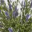 68cm Potted Lavender Bush