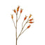 Gardenia Berry Tropical Spray 80cm Orange