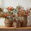 Gardenia Berry Tropical Spray 80cm Orange