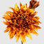 Mum Spray 78cm Yellow