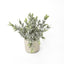 Potted Melon Seed Leaves