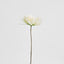 Mum Stem 71cm Cream - Pack of 12