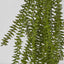 Clubmoss Hanging Vine