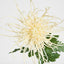Spider Mum Floral Stem 71cm Cream