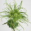 Spider Mum Floral Stem 71cm Green