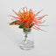 Spider Mum Stem in Vase 20cm Orange