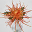 Spider Mum Stem in Vase 20cm Orange