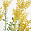 Mimosa Bush 46cm in Black Pot