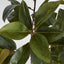 Real Touch Magnolia Tree 1.2M