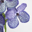 Vanda Orchid Stem 66cm Purple