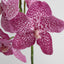 Vanda Orchid Stem 66cm Pink