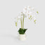 Potted Real Touch Phalaenopsis Orchid