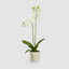 Artificial Orchid in Clay Pot 84cm White - House of Isabella AU