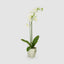 Artificial Orchid in Clay Pot 84cm White - House of Isabella AU