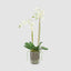 orchid in glass vase w/lvs white - House of Isabella AU