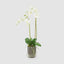 orchid in glass vase w/lvs white - House of Isabella AU