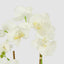 orchid in glass vase w/lvs white - House of Isabella AU