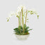 Artificial Orchid in Pot White - House of Isabella AU