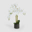 Orchid in Paper Pot Medium 90cm White