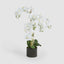 Orchid in Paper Pot Medium 90cm White