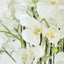 Orchid in Paper Pot Extra Large 90cm White