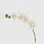 Orchid Phalaenopsis Real Touch 75cm White - Pack of 12