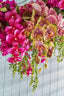 Orchid Phalaenopsis Spray 74cm Green