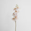 Orchid Single Phalaenopsis Stem 80cm Sunset - Pack of 12