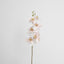 Orchid Single Phalaenopsis Stem 80cm Sunset - Pack of 12