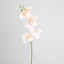 Orchid Single Stem 80cm Coral - Pack of 12