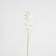 Large Moth Orchid Natural Touch Stem White - Pack of 12