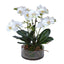 Phalaenopsis Orchid In Glass Pot Large White