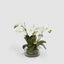 Phalaenopsis Orchid In Glass Pot Large White