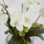 Phalaenopsis Orchid In Glass Pot Large White