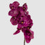 Orchid Phalaenopsis Spray 1m Fuchsia