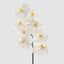 Orchid Phalaenopsis Spray 1m White