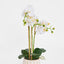 Ribbed Real Touch Potted Phalaenopsis Orchid LGE