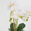 Ribbed Real Touch Potted Phalaenopsis Orchid LGE