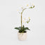 Spike Real Touch Potted Phalaenopsis Orchid SML