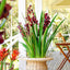Cymbidium Giant Paper Pot 1.1m Burgundy
