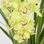 Artificial Cymbidium Giant Paper Pot 110cm Lt.Gre - House of Isabella AU