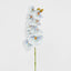 Ripple Phalaenopsis Stem Blue - Pack of 12