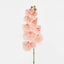 Ripple Phalaenopsis Stem Peach - Pack of 12